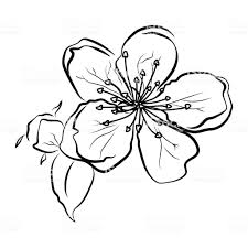 Black And White Cherry Blossom Clip Art Blooming Cherry Sakura Branch With Flower Buds Black And White In 2020 Cherry Blossom Drawing Cherry Blossom Tree Tattoo Blossom Tree Tattoo