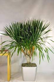 Dracaena Draco Dracaena Plants House Plant Care