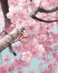 Pin By Seong Uk On ساكورا Cherry Blossom Wallpaper Cherry Blossom Flowers Blossom Flower
