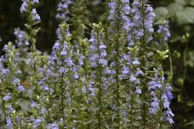 Image result for Lobelia minutula