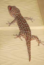 900 Alami Ideas Leopard Gecko Gecko Reptiles