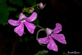 Image result for Impatiens gomphophylla