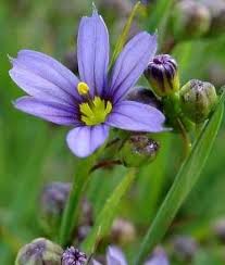 Image result for Sisyrinchium