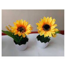 Tumbuhan semusim yang berasal dari amerika tropik bagian utara. Toko Bunga Matahari Hari Ibu Semarang Toko Bunga Bunga Bunga Matahari