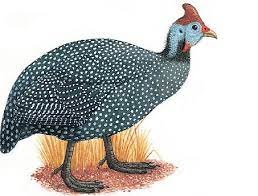 Pin On G U I N E A F O W L I N S P I R A T I O N