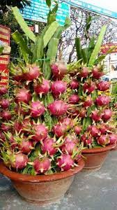 Can be learned by cell jr. Dragon Fruits Live Plant For Home And Garden Bonsai Plants Nursery