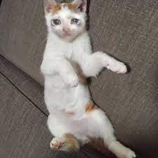 1920x1080 cat 1080p wallpaper high definition high quality widescreen.download hd sad wallpapers best collection. Pin On I