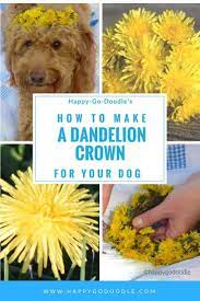 How To Make A Flower Crown Using Just Dandelions Diy Dog Stuff Your Dog Dog Hacks