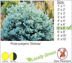 They can handle full sun even during southern summers and is extremely cold tolerant as well. Globe Blue Spruce Picea Pungens Globosa