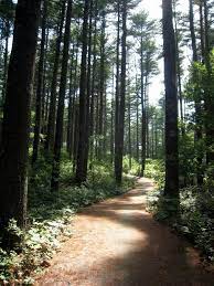 12 Trails In Massachusetts You Must Take If You Love The Outdoors Massachusetts Travel Hiking Places State Parks
