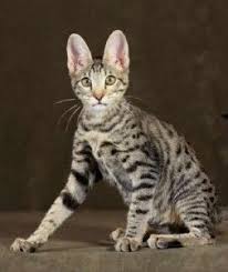 Developed to give the impression of grandeur and dignity of a wildcat savannah cats sometimes get caught in ban bills due to lose wording meant to prevent the ownership of larger exotic pets. How Big Do F5 Savannah Cats Get Cute Baby Animals Cats Savannah Cat Fluffy Cat Breeds