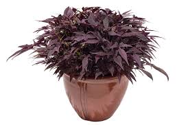 Image result for Ipomoea barteri