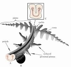 Image result for Thelypteridaceae