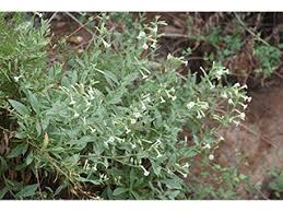 Image result for Olax obtusifolia
