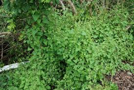 Vine leaves of three with triangular shape hairy sun: Invasive Plants In Northern Virginia Mile A Minute Weed Master Gardeners Of Northern Virginia