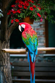 Image result for tbn:ED285OK8yRCGdM::www.hawanaajd.com/backgd/data/media/4/Wallpapers_-_Parrots_-_01.jpg