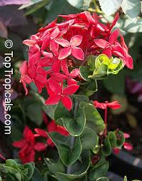 Image result for Ixora hartiana