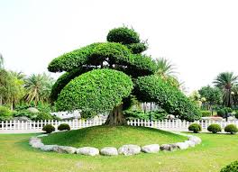 Cắt tỉa cây cảnh tạo khu vườn đẹp