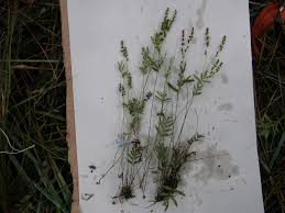 Image result for Mohria lepigera