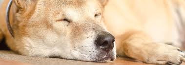 Jun 04, 2015 · it is also perfectly normal for an older dog to sleep more of the day away — up to 16 or 18 hours even. How Much Should My Dog Sleep Per Day Hill S Pet