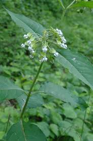 Before transplanting wild milkweed, be sure it's really milkweed. Asclepias Exaltata Poke Milkweed Prairie Moon Nursery