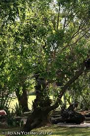 Image result for Ozoroa paniculosa