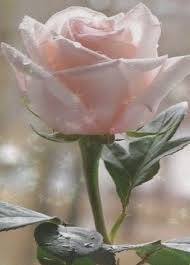 Pin By Mariano On Foto Para Wasap In 2020 Beautiful Flowers Garden Most Beautiful Gardens Garden Works