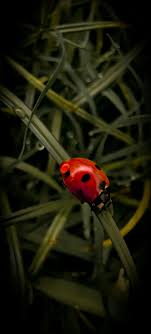 pervaiz khan (@pervaizk)