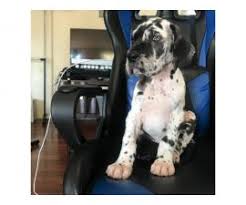 Great dane puppies, champion great danes, harlequin, mantle and black great danes raised in the colorado rocky mountains. Vxigrkgbucirnm