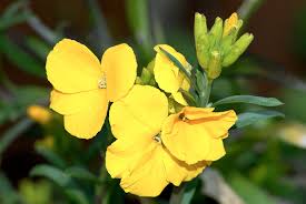 Check spelling or type a new query. Goldlack Als Heilpflanze Awl Ch