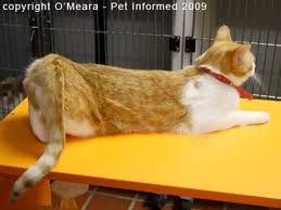 Cat In Heat Symptoms Jpg 400 300 Cats Cat Behavior Cat In Heat
