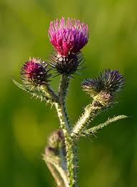 Image result for Carduus leptacanthus