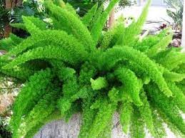 Check out all bestselling seeds & garden tools for affordable prices. Myers Asparagus Fern Foxtail Fern Evergreen And Easy Care Plant Great For Growing In Planters And Baskets Asparagus Fern Foxtail Fern Easy Care Plants
