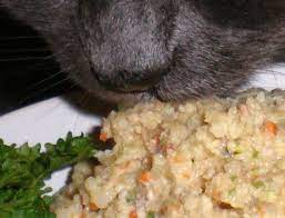 My Cat Fee Is 22 Years Old Blind And Has Kidney Disease But His Quality Of Life Is Still Great Tha Diabetic Diet Recipes Diabetic Cat Food Diabetic Diet