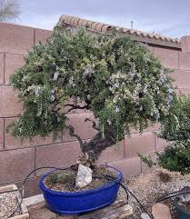 Image result for rosemary bonsai
