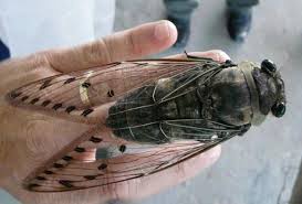 Pin On Cicadas
