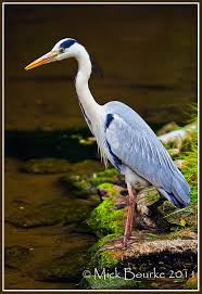 Grey Heron Grey Heron Shoebill Heron