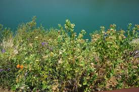 Image result for Pluchea dioscoridis