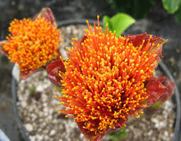 Image result for Scadoxus puniceus