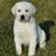 Maybe you would like to learn more about one of these? Barnes Puppy Love Kennel Roaring Spring Area Alignable