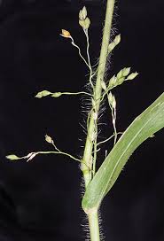Image result for Panicum miliaceum