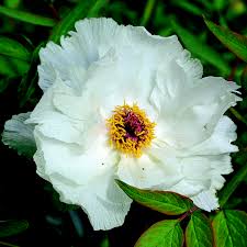 Die blüte der pfingstrosen hat sich um mehr als zwei wochen verzögert. Strauch Pfingstrose Paeonia Suffruticosa Weiss Weiss