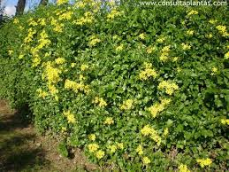 Image result for Senecio tamoides