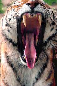 Pin By Taryn Jensen On Creatures Wild Cats Fun Facts About Tigers Big Cats
