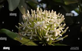 Image result for Pavetta sp. J