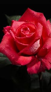 Black Background With Rose Petals Download Wallpaper 1080x1920 Rose Black Background Flowers Sony Xperia Z1 Zl Z Samsung Gala Rose Flower Wallpaper Beautiful Roses Flower Background Images