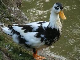 Photo By Eric Ellison Ancona Ducks Duck Breeds Backyard Ducks