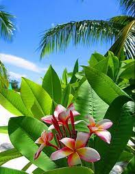 The blue and orange blooms resemble a tropical bird. Pin On Celojumi
