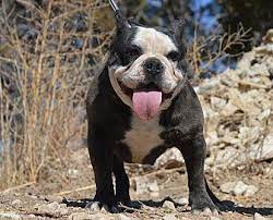 2.9 tankrtots english and french bulldogs; Aurora French Bulldog Adult Female For Sale In Colorado Springs Colorado Classified Americanlisted Com