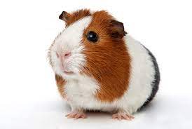 Le stronghold (chien / chat et autre animaux) traitement la cause de cette maladie est bien connu, c'est un champignons microscopique qui s'installe la plupart du temps sur des cochon d'inde jeune (qui. Maladies Cochon D Inde Les Plus Courantes Hyperassur